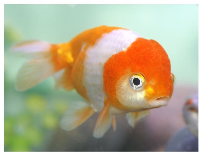 freshwater fish - carassius auratus - oranda goldfish stocking in 72 gallons tank - red and white lionhead freshwater fish - carassius auratus - oranda goldfish stocking in 72 gallons tank - red and white lionhead