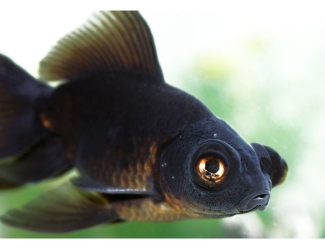 freshwater fish - carassius auratus - black moor goldfish stocking in 72 gallons tank - black moor freshwater fish - carassius auratus - black moor goldfish stocking in 72 gallons tank - black moor