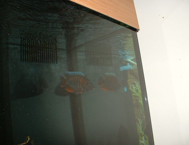 freshwater fish - aulonocara jacobfreibergi - eureka red stocking in 90 gallons tank - AULONOCARA EURIKA, CHILLING GOT 3 GIRLFRIENDS BUT NEVER BOTHERS. freshwater fish - aulonocara jacobfreibergi - eureka red stocking in 90 gallons tank - AULONOCARA EURIKA, CHILLING GOT 3 GIRLFRIENDS BUT NEVER BOTHERS.