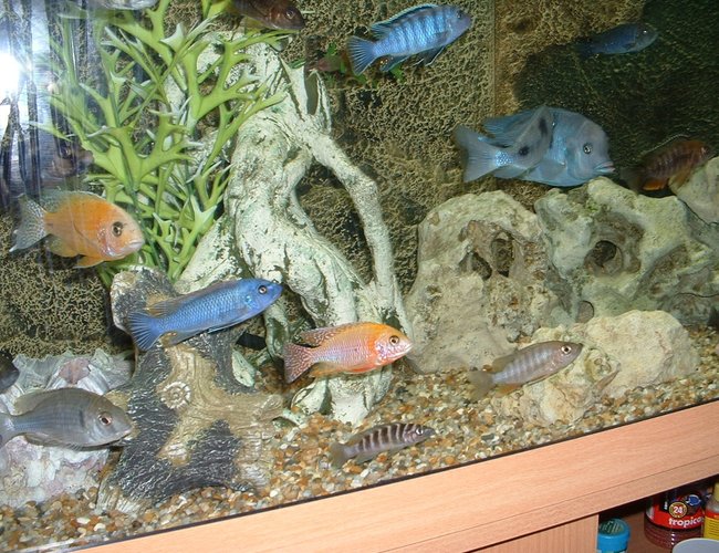 freshwater fish - aulonocara sp. - dragon blood peacock stocking in 90 gallons tank - JUST A FEW CHILLING. freshwater fish - aulonocara sp. - dragon blood peacock stocking in 90 gallons tank - JUST A FEW CHILLING.