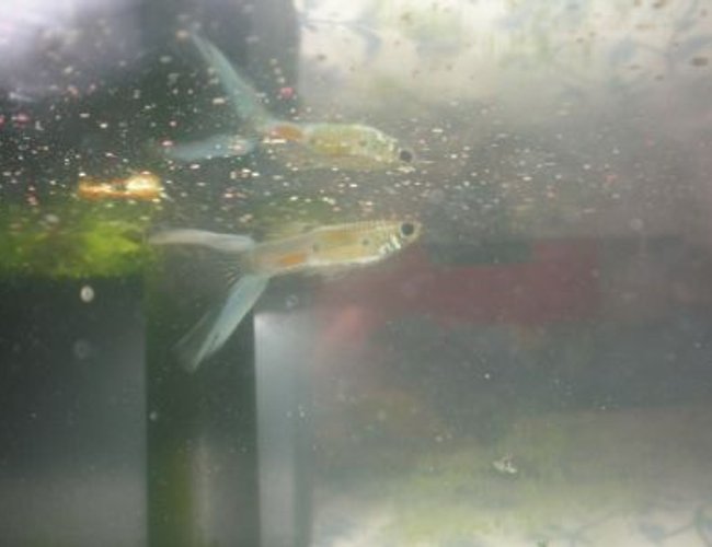 freshwater fish - poecilia reticulata - lyretail guppy stocking in 10 gallons tank - This is one of my Guppies named Sinbad. freshwater fish - poecilia reticulata - lyretail guppy stocking in 10 gallons tank - This is one of my Guppies named Sinbad.