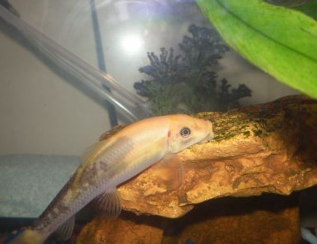 freshwater fish - gyrinocheilos aymonieri - chinese algae eater stocking in 10 gallons tank - This is one of my 2 Chinese Algae Eaters. His name is Monopoly. I think he is a cross between a Golden Algae Eater and a Chinese Algae Eater because of his strange colouring though. :) freshwater fish - gyrinocheilos aymonieri - chinese algae eater stocking in 10 gallons tank - This is one of my 2 Chinese Algae Eaters. His name is Monopoly. I think he is a cross between a Golden Algae Eater and a Chinese Algae Eater because of his strange colouring though. :)