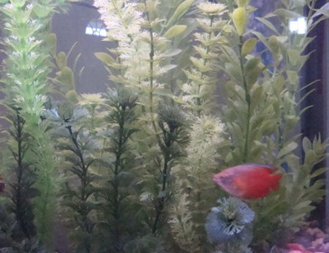freshwater fish - colisa lalia - flame dwarf gourami stocking in 26 gallons tank - Closer view of one side of my tank and my gourami. freshwater fish - colisa lalia - flame dwarf gourami stocking in 26 gallons tank - Closer view of one side of my tank and my gourami.