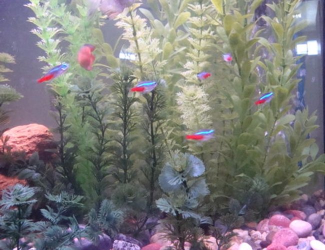 freshwater fish - paracheirodon innesi - neon tetra jumbo stocking in 26 gallons tank - Additional view - with my neon tetras. freshwater fish - paracheirodon innesi - neon tetra jumbo stocking in 26 gallons tank - Additional view - with my neon tetras.