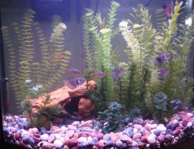 freshwater fish - paracheirodon innesi - neon tetra jumbo stocking in 26 gallons tank - View from further back. freshwater fish - paracheirodon innesi - neon tetra jumbo stocking in 26 gallons tank - View from further back.