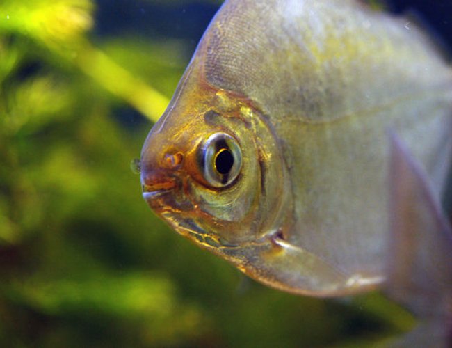 freshwater fish - metynnis argenteus - silver dollar stocking in 55 gallons tank - one of my silver dollars freshwater fish - metynnis argenteus - silver dollar stocking in 55 gallons tank - one of my silver dollars