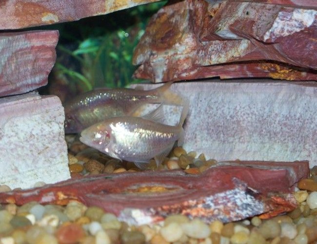 freshwater fish - astyanax mexicanus - blind cave fish - Blind cave fishes. freshwater fish - astyanax mexicanus - blind cave fish - Blind cave fishes.