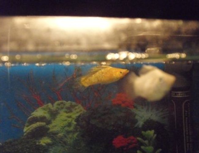 freshwater fish - poecilia latipinna - sailfin molly stocking in 10 gallons tank - My sailfin mollys freshwater fish - poecilia latipinna - sailfin molly stocking in 10 gallons tank - My sailfin mollys