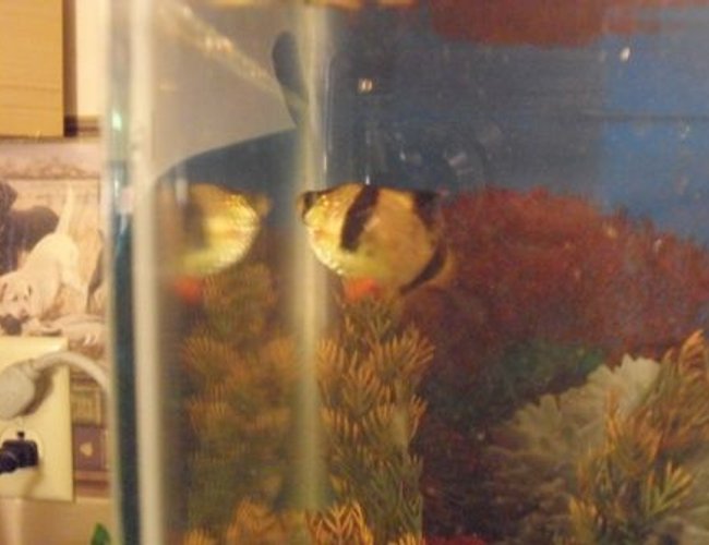 freshwater fish - puntius tetrazona - tiger barb stocking in 10 gallons tank - tiger barb freshwater fish - puntius tetrazona - tiger barb stocking in 10 gallons tank - tiger barb