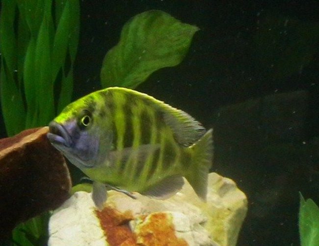 freshwater fish - nimbochromis venustus - venustus cichlid stocking in 200 gallons tank - my cichild freshwater fish - nimbochromis venustus - venustus cichlid stocking in 200 gallons tank - my cichild