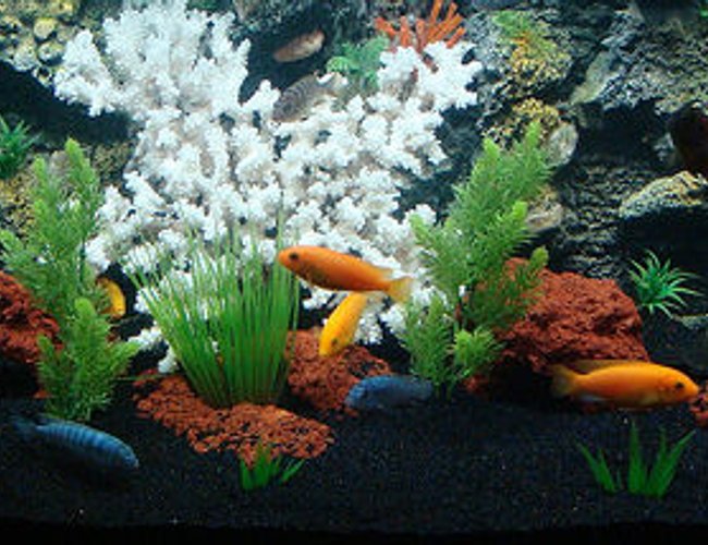 freshwater fish - pseudotropheus estherae - red zebra cichlid stocking in 90 gallons tank - My first cichlid tank , 90 gallons , black sand ,foam background , lava rocks , plactic plants , coral , 2 power filters and one canister filter .i have 18 african cichlids , freshwater fish - pseudotropheus estherae - red zebra cichlid stocking in 90 gallons tank - My first cichlid tank , 90 gallons , black sand ,foam background , lava rocks , plactic plants , coral , 2 power filters and one canister filter .i have 18 african cichlids ,
