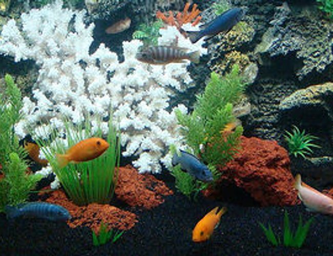 freshwater fish - pseudotropheus estherae - red zebra cichlid stocking in 90 gallons tank - 90 GALLON AFRICAN CICHLID TANK freshwater fish - pseudotropheus estherae - red zebra cichlid stocking in 90 gallons tank - 90 GALLON AFRICAN CICHLID TANK