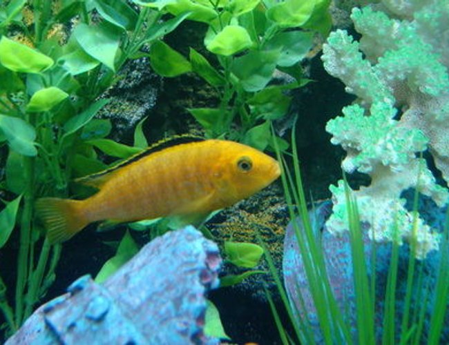 freshwater fish - labidochromis caeruleus - electric yellow cichlid stocking in 90 gallons tank - Electric Yellow Labidos freshwater fish - labidochromis caeruleus - electric yellow cichlid stocking in 90 gallons tank - Electric Yellow Labidos