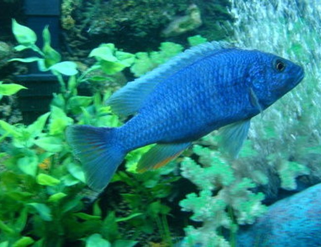freshwater fish - sciaenochromis fryeri - electric blue hap stocking in 90 gallons tank - ELECTRIC BLUE freshwater fish - sciaenochromis fryeri - electric blue hap stocking in 90 gallons tank - ELECTRIC BLUE