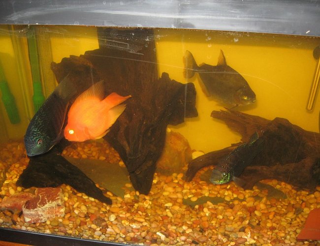 freshwater fish - metynnis argenteus - silver dollar stocking in 75 gallons tank - another view freshwater fish - metynnis argenteus - silver dollar stocking in 75 gallons tank - another view