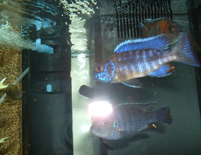 freshwater fish - aulonocara stuartgranti - peacock cichlid stocking in 90 gallons tank - Aulonocara stuartgranti freshwater fish - aulonocara stuartgranti - peacock cichlid stocking in 90 gallons tank - Aulonocara stuartgranti