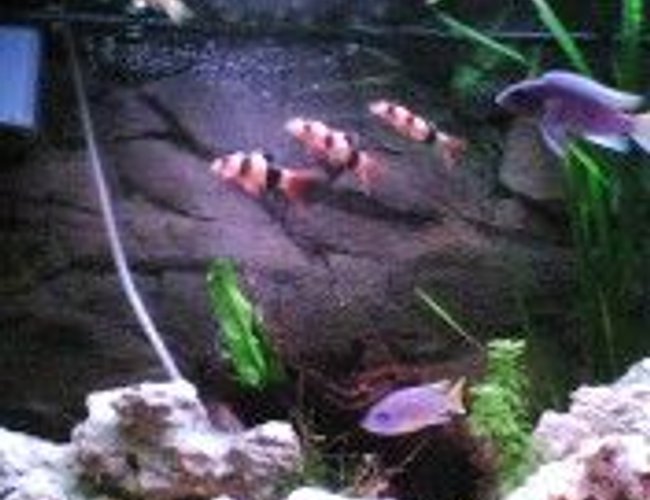 freshwater fish - botia macracantha - clown loach stocking in 40 gallons tank - my old tank before my cichlids ate my plants freshwater fish - botia macracantha - clown loach stocking in 40 gallons tank - my old tank before my cichlids ate my plants