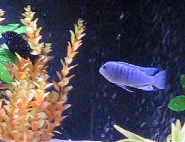 freshwater fish - tropheus duboisii - duboisi cichlid stocking in 120 gallons tank - big boy freshwater fish - tropheus duboisii - duboisi cichlid stocking in 120 gallons tank - big boy