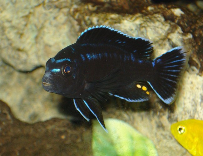 freshwater fish - melanochromis johannii - johanni cichlid stocking in 90 gallons tank - This is one of my fovorite fish in the tank. Take a close look at his teeth. freshwater fish - melanochromis johannii - johanni cichlid stocking in 90 gallons tank - This is one of my fovorite fish in the tank. Take a close look at his teeth.