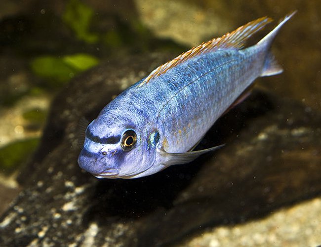 freshwater fish - labeotropheus trewavasae - trewavas mbuna stocking in 160 gallons tank - Labeotropheus Trewavasae Thumbi West freshwater fish - labeotropheus trewavasae - trewavas mbuna stocking in 160 gallons tank - Labeotropheus Trewavasae Thumbi West