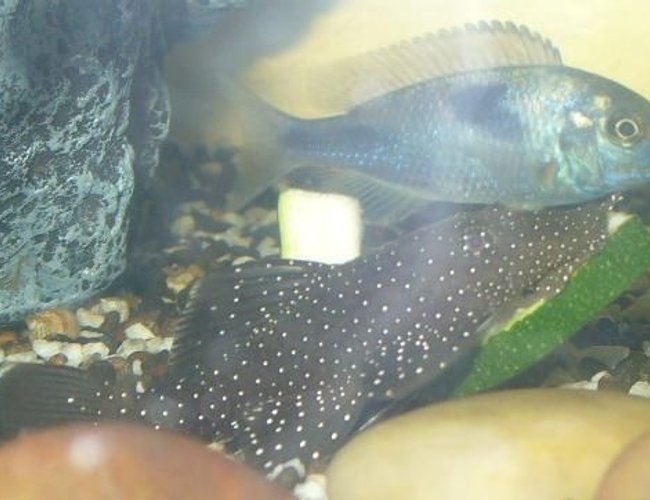 freshwater fish - parancistrus sp. - peppermint plecostomus (l-31) stocking in 100 gallons tank - Peppermint Bristlenose having a munch on some zucchini and Blue Dolphin freshwater fish - parancistrus sp. - peppermint plecostomus (l-31) stocking in 100 gallons tank - Peppermint Bristlenose having a munch on some zucchini and Blue Dolphin