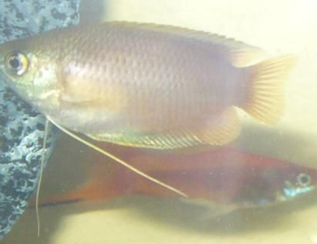freshwater fish - colisa chuna - honey dwarf gourami stocking in 100 gallons tank - Honey Dwarf Gourami and Swordtail freshwater fish - colisa chuna - honey dwarf gourami stocking in 100 gallons tank - Honey Dwarf Gourami and Swordtail