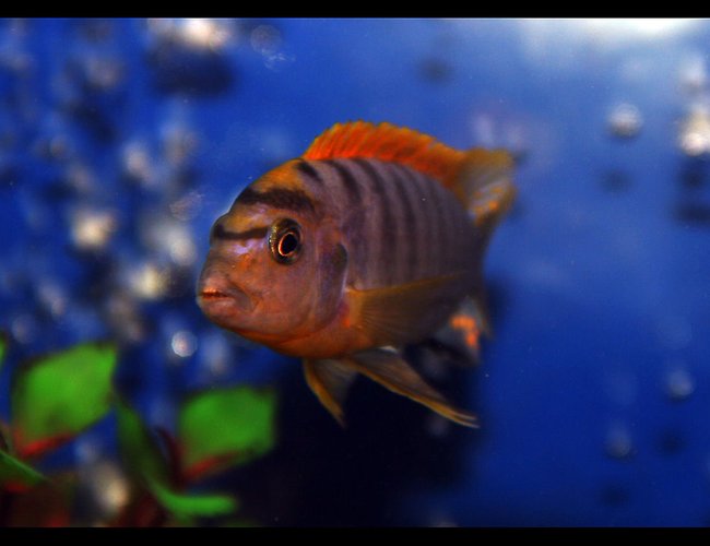 freshwater fish - labidochromis sp. - hongi stocking in 85 gallons tank - Not sure what cichlid this is, but it's got fantastic colours freshwater fish - labidochromis sp. - hongi stocking in 85 gallons tank - Not sure what cichlid this is, but it's got fantastic colours