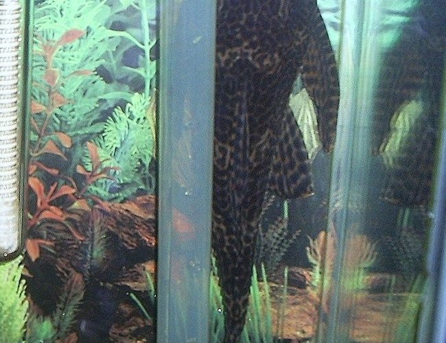 freshwater fish - glyptoperichthys gibbiceps - sailfin pleco (l-83) stocking in 29 gallons tank - 11 1/2 in algea eater. almost 4 yrs old freshwater fish - glyptoperichthys gibbiceps - sailfin pleco (l-83) stocking in 29 gallons tank - 11 1/2 in algea eater. almost 4 yrs old