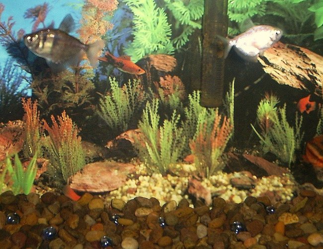 freshwater fish - rasbora heteromorpha - harlequin rasbora stocking in 29 gallons tank - more fish freshwater fish - rasbora heteromorpha - harlequin rasbora stocking in 29 gallons tank - more fish