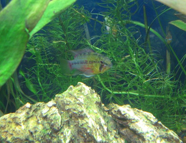 freshwater fish - apistogramma hongsloi - redstripe dwarf cichlid stocking in 40 gallons tank - Apistogramma Hongsloi- The King of the Tank freshwater fish - apistogramma hongsloi - redstripe dwarf cichlid stocking in 40 gallons tank - Apistogramma Hongsloi- The King of the Tank
