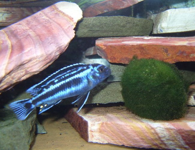 freshwater fish - melanochromis cyaneorhabdos - maingano cichlid stocking in 46 gallons tank - Electric Blue freshwater fish - melanochromis cyaneorhabdos - maingano cichlid stocking in 46 gallons tank - Electric Blue