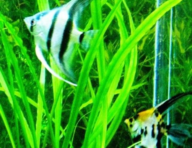 freshwater fish - pterophyllum sp. - koi angel stocking in 60 gallons tank - My two Angels! freshwater fish - pterophyllum sp. - koi angel stocking in 60 gallons tank - My two Angels!