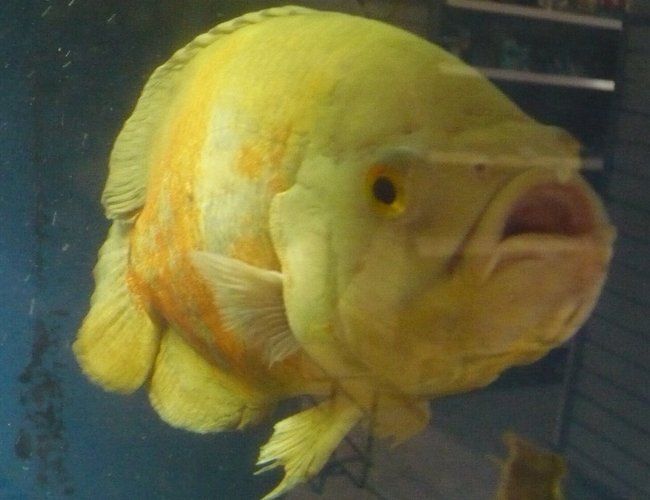 freshwater fish - astronotus ocellatus - albino oscar stocking in 135 gallons tank - my albino oscar freshwater fish - astronotus ocellatus - albino oscar stocking in 135 gallons tank - my albino oscar