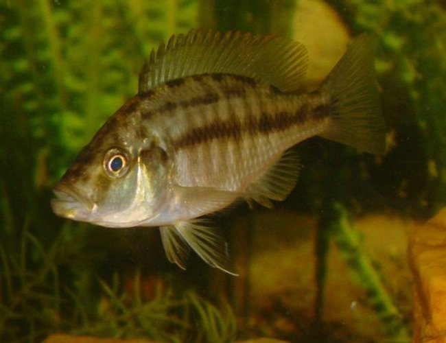 freshwater fish - dimidiochromis compressiceps - compressiceps cichlid stocking in 55 gallons tank - Dimidiochromis compressiceps ~ (Malawi Eye Biter). My favorite fish, James Bond even though I think she is a female! That's ok with me! ~ freshwater fish - dimidiochromis compressiceps - compressiceps cichlid stocking in 55 gallons tank - Dimidiochromis compressiceps ~ (Malawi Eye Biter). My favorite fish, James Bond even though I think she is a female! That's ok with me! ~