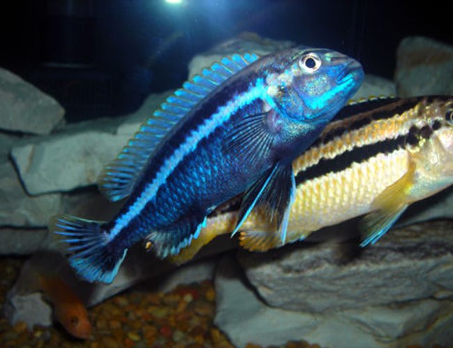 freshwater fish - melanochromis auratus - auratus cichlid stocking in 55 gallons tank - Melanochromis auratus Male and Female. freshwater fish - melanochromis auratus - auratus cichlid stocking in 55 gallons tank - Melanochromis auratus Male and Female.