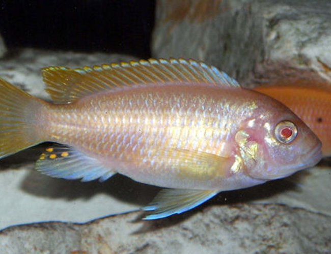 freshwater fish - aulonocara sp. - albino peacock cichlid stocking in 55 gallons tank - Albino peacock cichlid. freshwater fish - aulonocara sp. - albino peacock cichlid stocking in 55 gallons tank - Albino peacock cichlid.