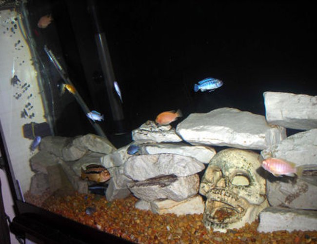 freshwater fish - aulonocara sp. - albino peacock cichlid stocking in 55 gallons tank - My African Cichlids. freshwater fish - aulonocara sp. - albino peacock cichlid stocking in 55 gallons tank - My African Cichlids.