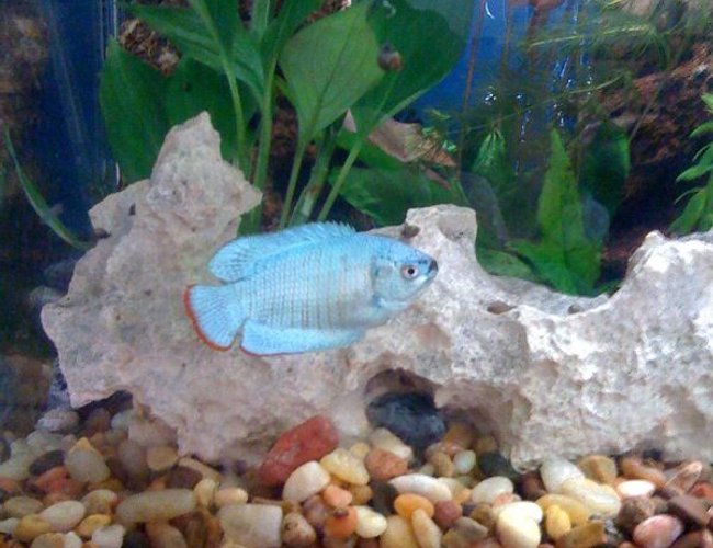 freshwater fish - colisa lalia - powder blue dwarf gourami stocking in 30 gallons tank - Dwarf Gourami freshwater fish - colisa lalia - powder blue dwarf gourami stocking in 30 gallons tank - Dwarf Gourami