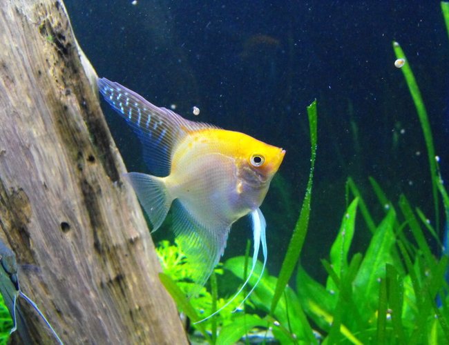 freshwater fish - pterophyllum sp. - gold veil angel stocking in 55 gallons tank - Angel Fish freshwater fish - pterophyllum sp. - gold veil angel stocking in 55 gallons tank - Angel Fish