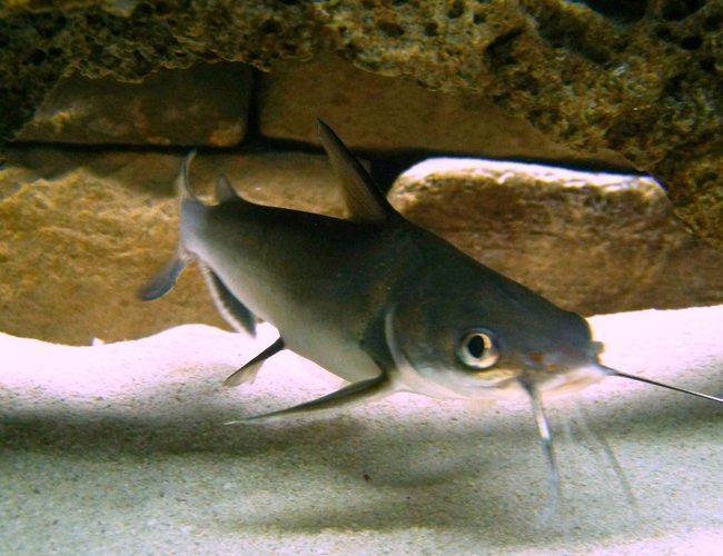 freshwater fish - arius jordani - columbian shark stocking in 120 gallons tank - Columbian Cat freshwater fish - arius jordani - columbian shark stocking in 120 gallons tank - Columbian Cat