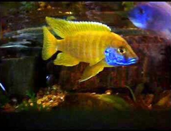 freshwater fish - aulonocara baenschi - sunshine peacock stocking in 90 gallons tank - Sunshine peacock freshwater fish - aulonocara baenschi - sunshine peacock stocking in 90 gallons tank - Sunshine peacock