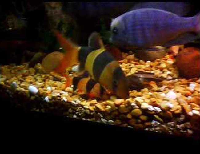 freshwater fish - botia macracantha - clown loach stocking in 90 gallons tank - My latest addition...A 6" clown loach!!!and 1 of his little buddies freshwater fish - botia macracantha - clown loach stocking in 90 gallons tank - My latest addition...A 6" clown loach!!!and 1 of his little buddies