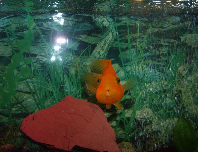 freshwater fish - heros severus x amphilophus citrinellum - blood parrot stocking in 55 gallons tank - large bright orange parrot fish..... say cheese!!!!! freshwater fish - heros severus x amphilophus citrinellum - blood parrot stocking in 55 gallons tank - large bright orange parrot fish..... say cheese!!!!!