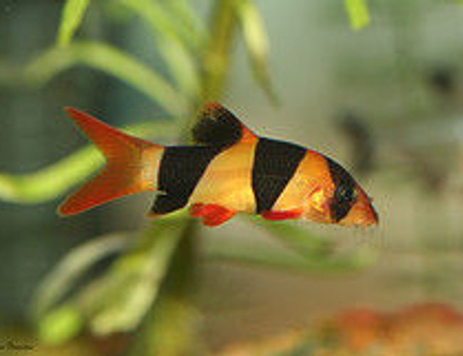 freshwater fish - botia macracantha - clown loach stocking in 20 gallons tank - this one of my favourite fish freshwater fish - botia macracantha - clown loach stocking in 20 gallons tank - this one of my favourite fish