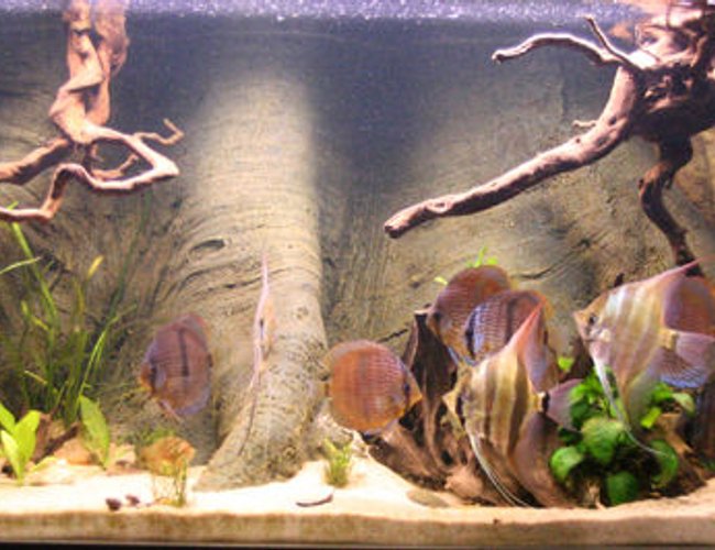 freshwater fish - pterophyllum sp. - white blushing angel stocking in 187 gallons tank - Tank in evening light. freshwater fish - pterophyllum sp. - white blushing angel stocking in 187 gallons tank - Tank in evening light.