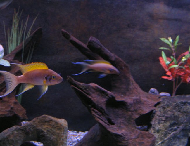 freshwater fish - neolamprologus brichardi - brichardi cichlid stocking in 72 gallons tank - Bredding Pair freshwater fish - neolamprologus brichardi - brichardi cichlid stocking in 72 gallons tank - Bredding Pair
