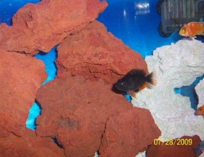 freshwater fish - copadichromis borleyi - yellowfin borleyi cichlid stocking in 55 gallons tank - Borleyi and peacock freshwater fish - copadichromis borleyi - yellowfin borleyi cichlid stocking in 55 gallons tank - Borleyi and peacock