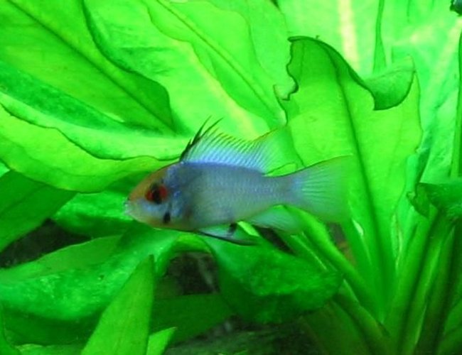 freshwater fish - papiliochromis ramirezi - electric blue ram stocking in 40 gallons tank - Electric Blue Ram freshwater fish - papiliochromis ramirezi - electric blue ram stocking in 40 gallons tank - Electric Blue Ram