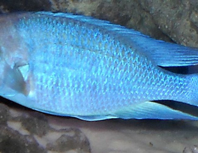 freshwater fish - cyrtocara moorii - blue dolphin cichlid stocking in 120 gallons tank - Moorii dolphin freshwater fish - cyrtocara moorii - blue dolphin cichlid stocking in 120 gallons tank - Moorii dolphin