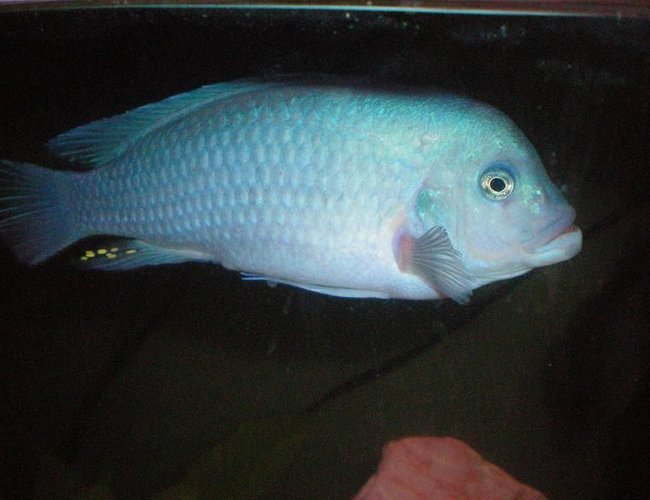 freshwater fish - maylandia callainos - blue cobalt cichlid stocking in 100 gallons tank - Our Blue Cobalt Cichlid. Check out the yellow spots on his fin! freshwater fish - maylandia callainos - blue cobalt cichlid stocking in 100 gallons tank - Our Blue Cobalt Cichlid. Check out the yellow spots on his fin!